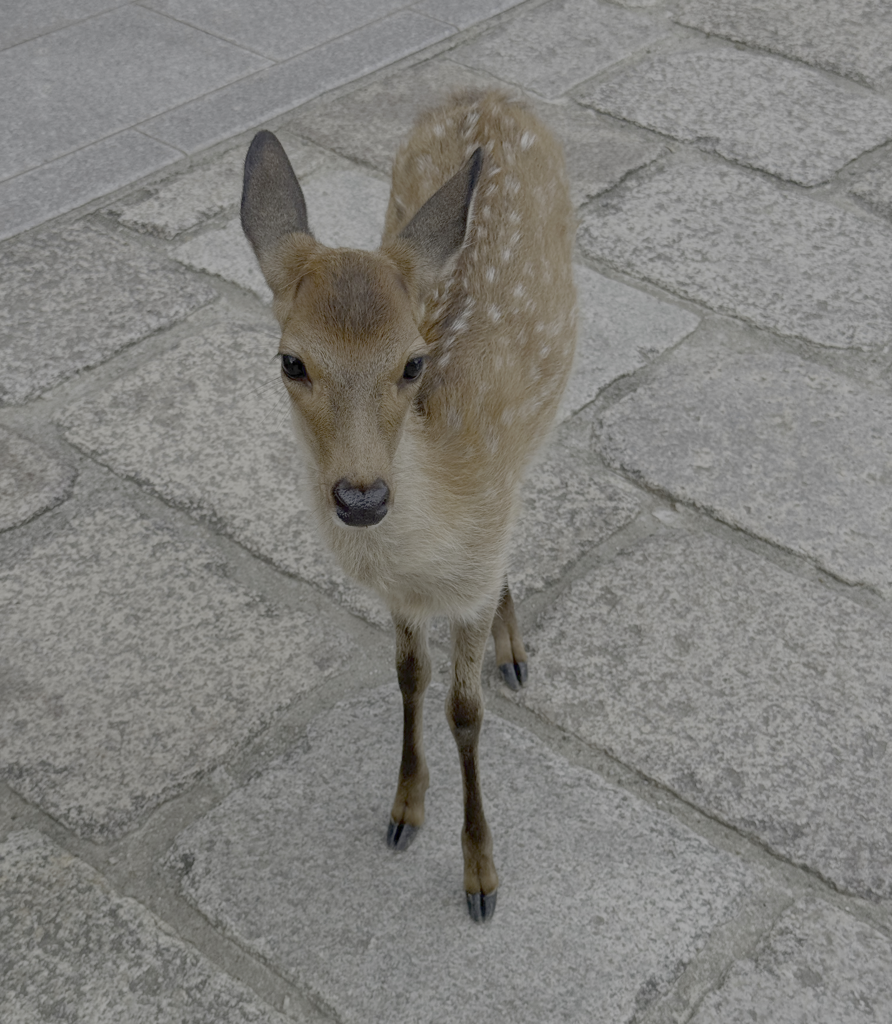 deer