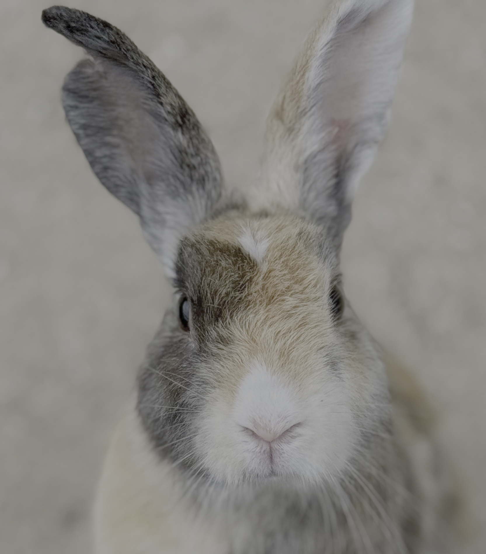 rabbit island